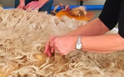 Workshop Schapenvacht Vilten o.l.v. Carla Coenders